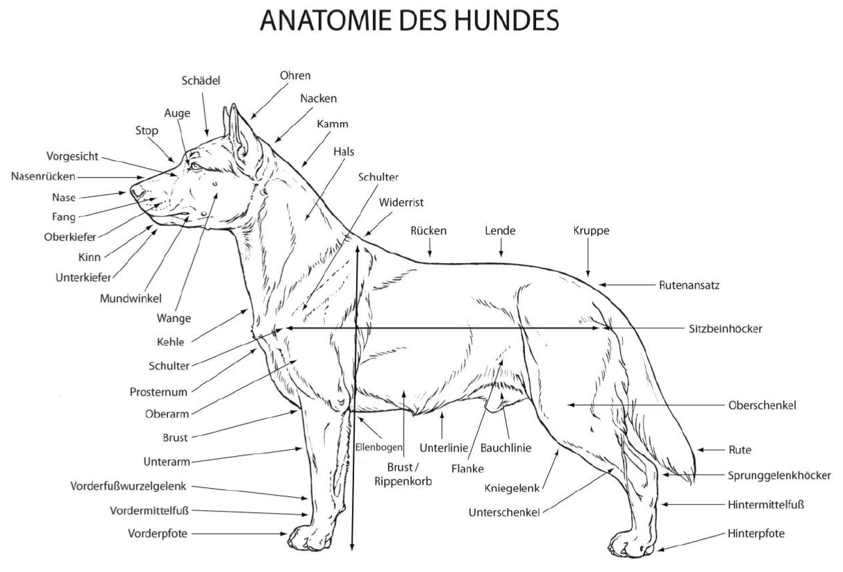 Anatomie Boston Terrier